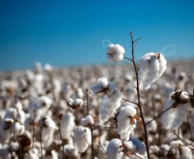 Business_Units_Grain_Marketing_and_Trading_Cotton_close_up1